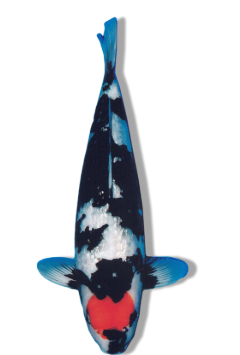 Shop Ginrin Tancho Showa koi fish online at Fitz’s Fish Ponds.