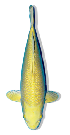 Shop Our Selection of Ginrin Yamabuki Koi Fish Online – Bright Yellow Brilliance with Diamond-Scale Sparkle