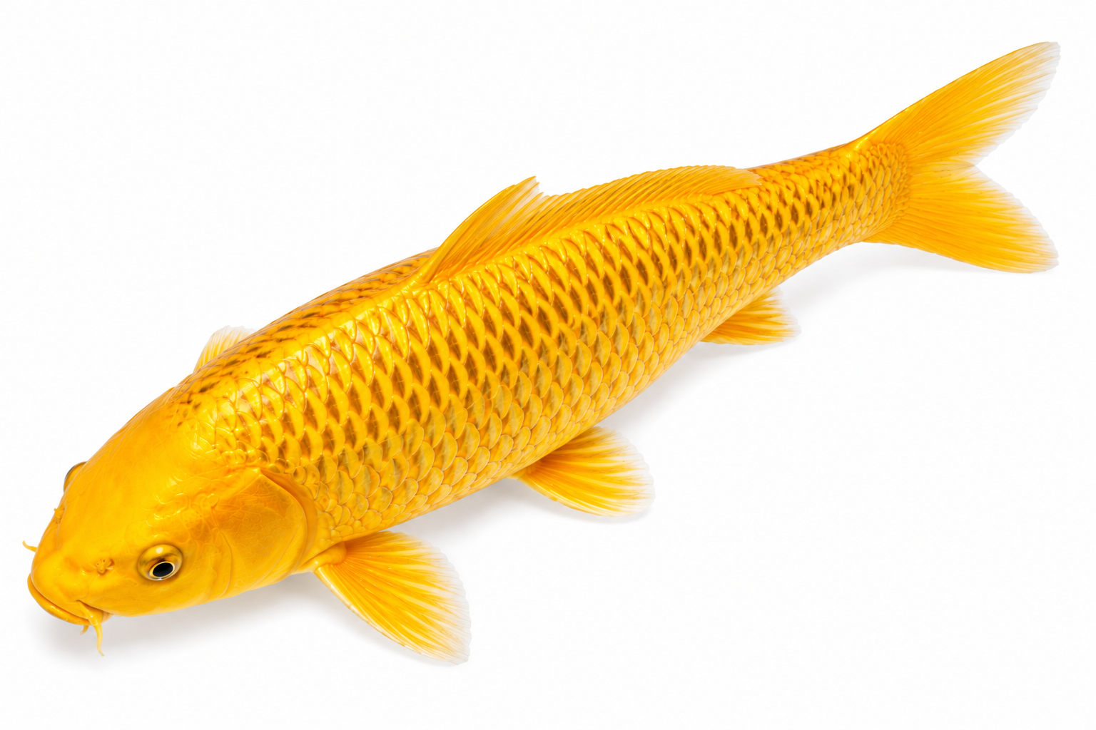 Shop Golden Corn koi fish online from Fitz’s Fish Ponds. Discover rare yellow koi with spotted corn-like scales, jumbo growth, and collector appeal.