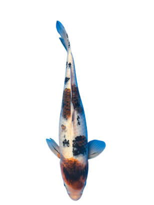 Shop Goromo Sanke koi fish online at Fitz’s Fish Ponds. 