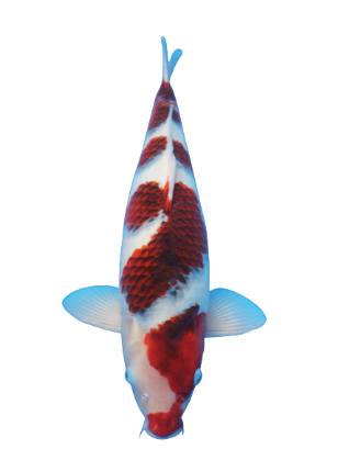 Shop Goromo Showa koi fish online from Fitz’s Fish Ponds.