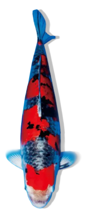 Shop Goshiki Sanke koi fish online from top breeders at Fitz’s Fish Ponds. 