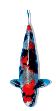Shop Goshiki Showa koi fish online from top breeders at Fitz’s Fish Ponds. 