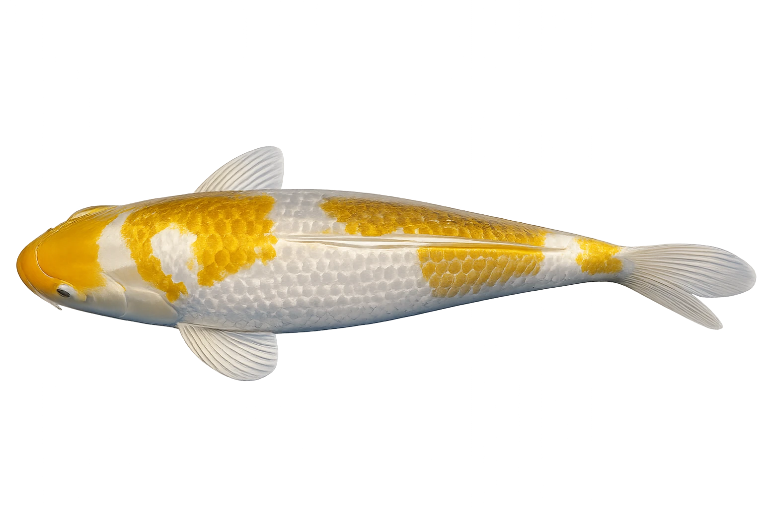 HIKARIMONO KOI – BRILLIANT SINGLE-COLOR METALLIC SHOWPIECES