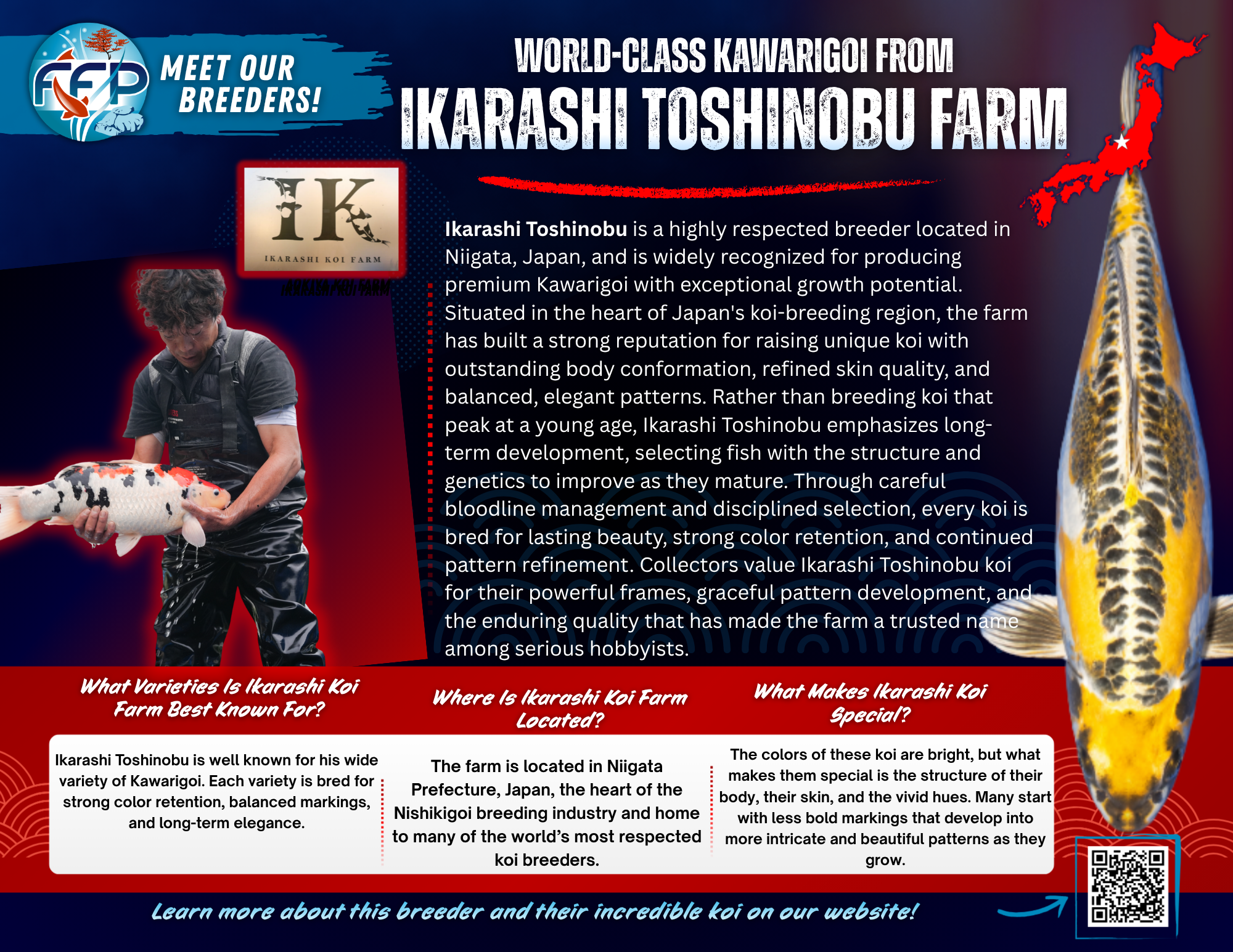 Ikarashi Toshinobu Koi Farm is well-known in Japanese koi breeding for its large, high-quality koi with good body structure and color. It is located in Niigata, Japan, at the heart of koi farming. Ikarashi cultivates koi that are beautiful at maturity and can compete at high levels.