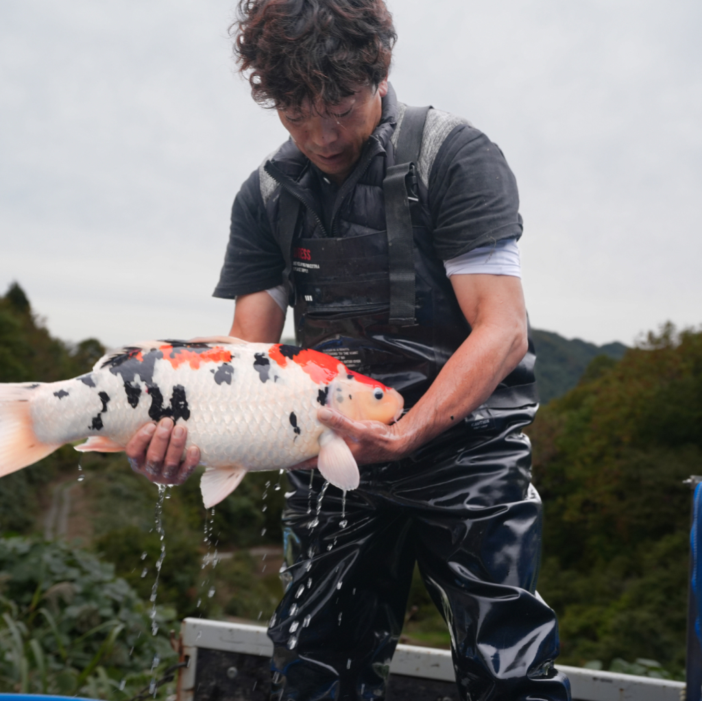 IKARASHI TOSHINOBU