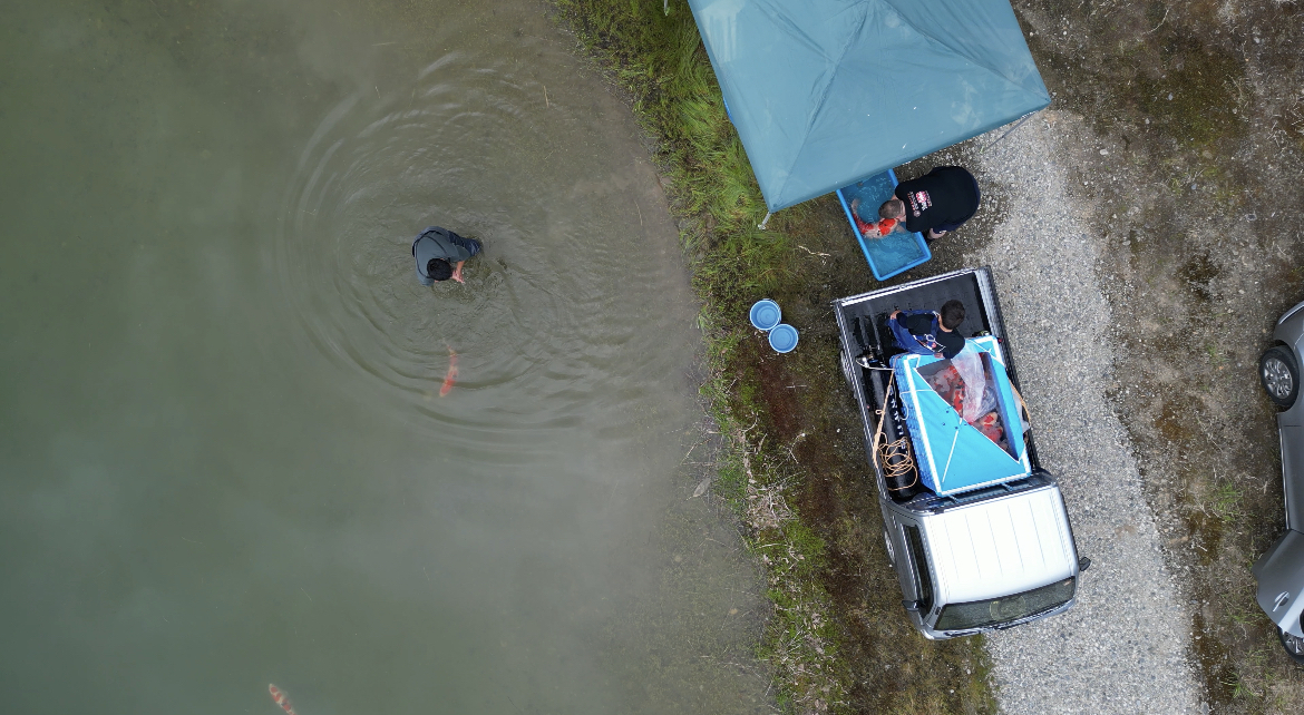 releasing koi back into mud ponds