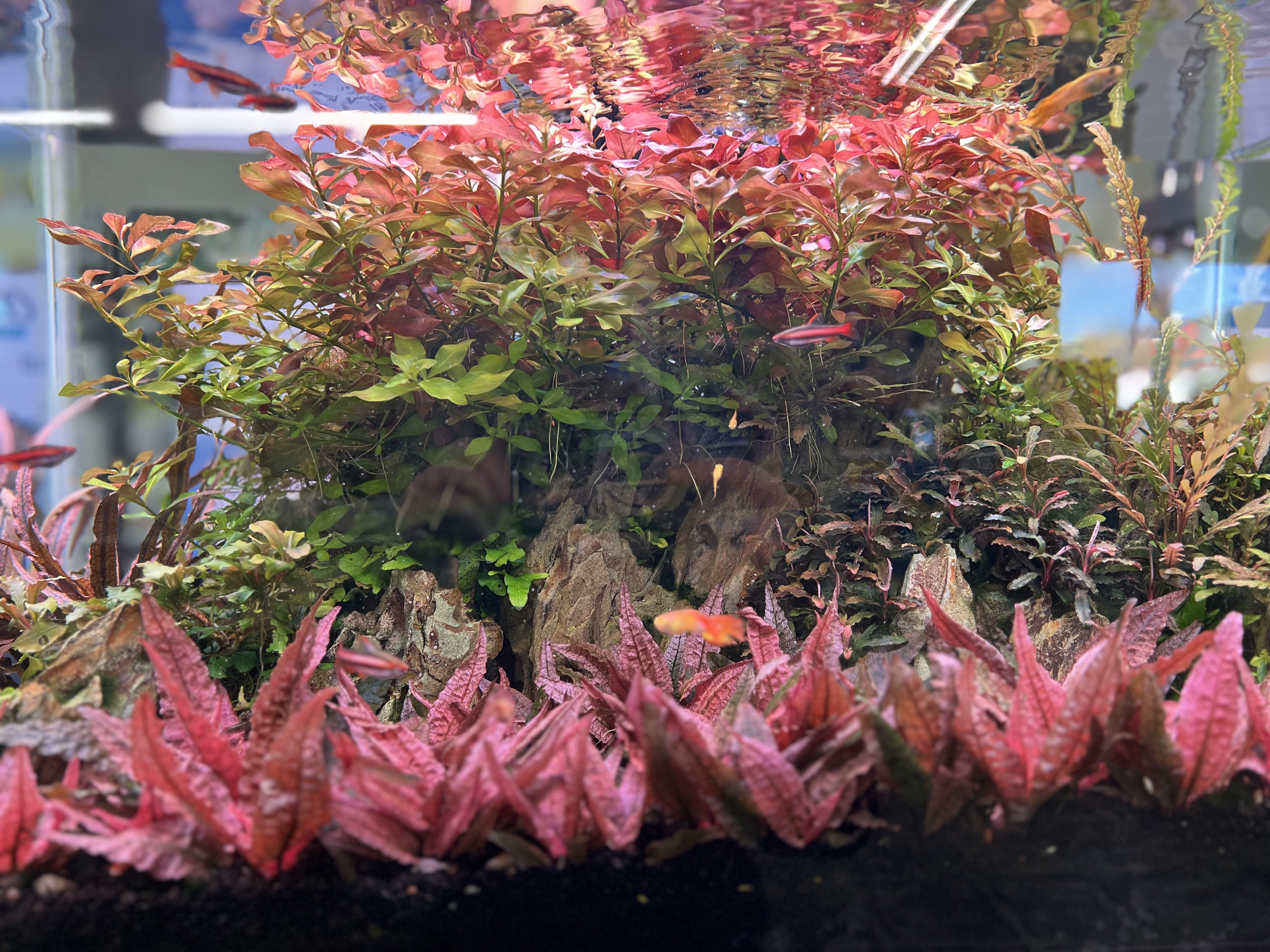 FFP Aquariums & Aquascaping