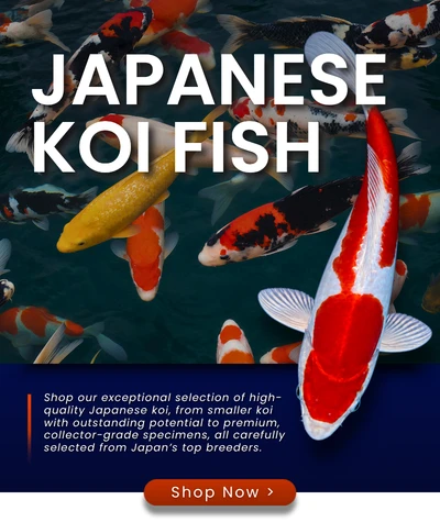 Japanese Koi Fish — Shop Now