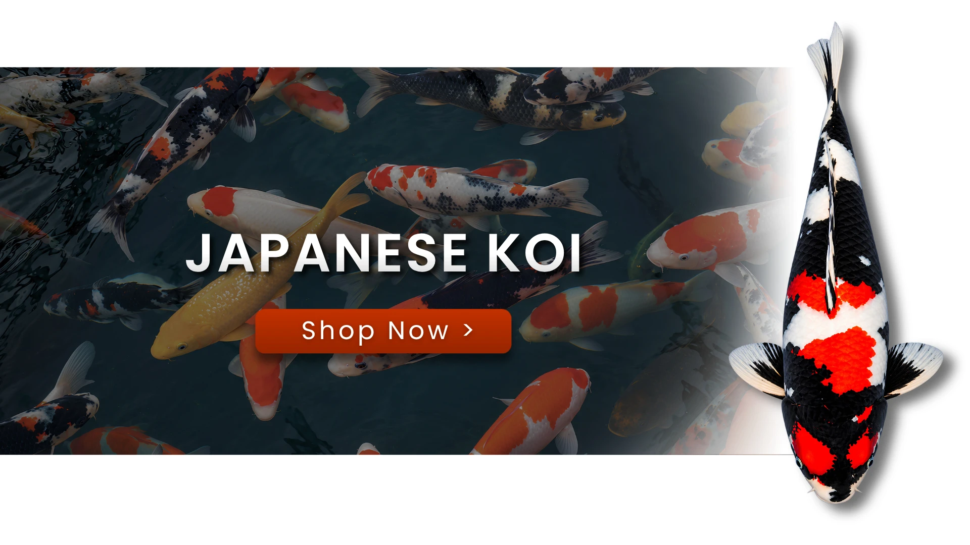 Japanese Koi — Shop Now