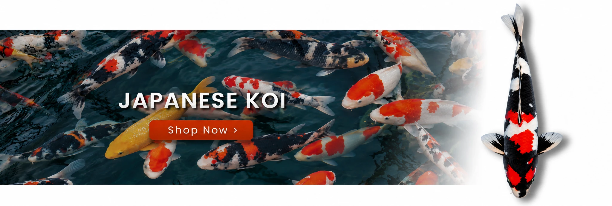 Japanese Koi — Shop Now