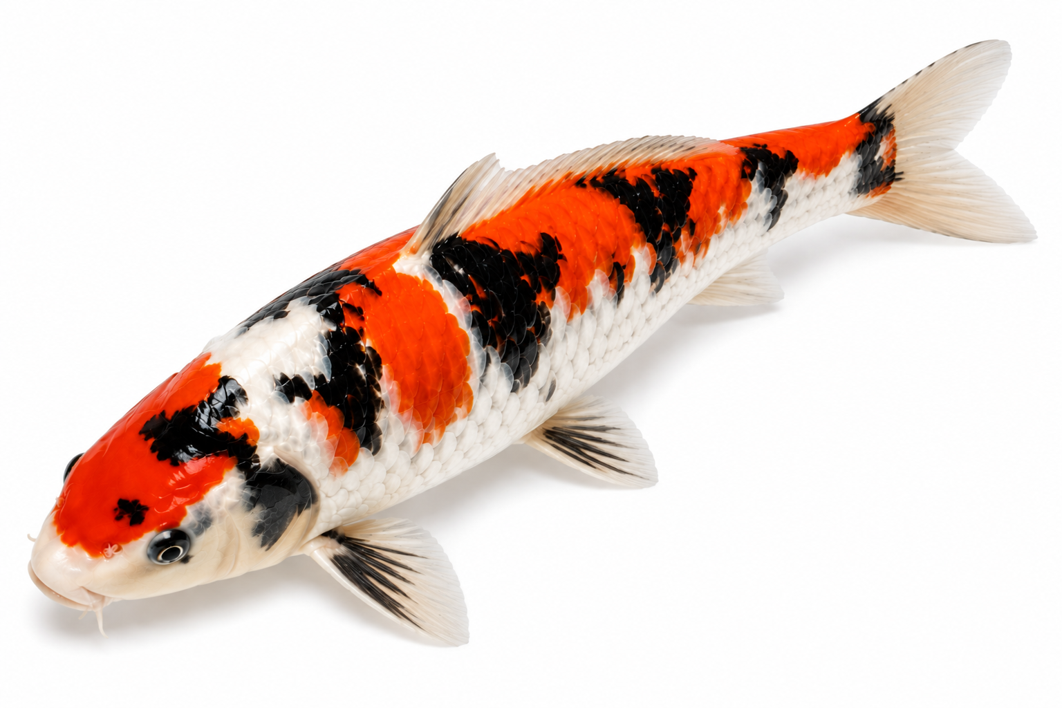 Shop Kabuto koi fish online from Fitz’s Fish Ponds. Discover rare metallic, samurai-inspired koi with a dark shimmer, armored accents, and a bold pond presence.