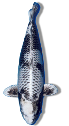 Shop Kage Gin Shiro Utsuri koi from Fitz’s Fish Ponds.