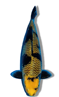 Shop Kage Hi Utsuri koi fish online from Fitz’s Fish Ponds.