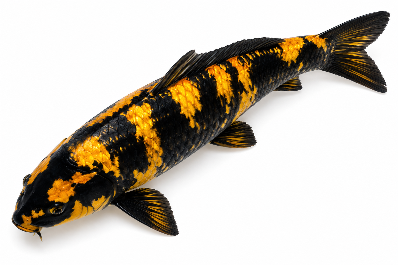 Shop Kage Ki Utsuri koi fish online from Fitz’s Fish Ponds. Discover rare black and yellow koi with smoky shadow netting and striking collector appeal.