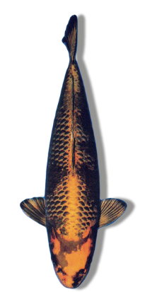 Shop Kage Kin Utsuri koi online at Fitz’s Fish Ponds.