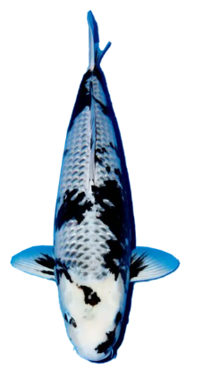Shop Kage Shiro Utsuri koi fish from Fitz’s Fish Ponds.
