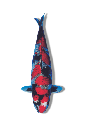 Shop Kage Showa koi fish online at Fitz’s Fish Ponds.
