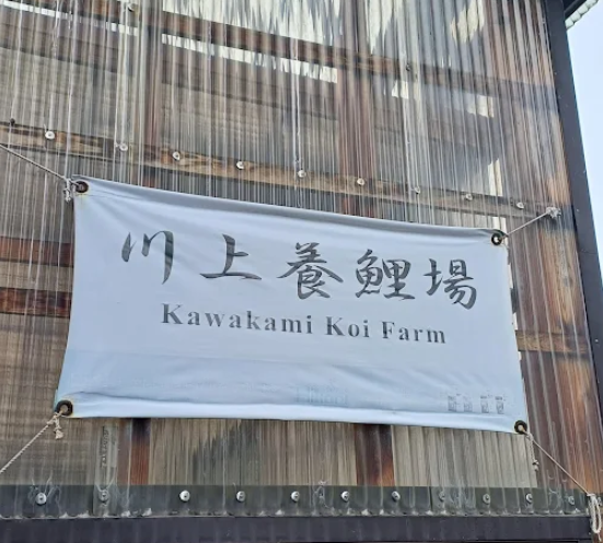 Shop Japanese koi from Kawakami Koi Farm, a trusted breeder known for refined Sanke and Showa with bold contrast. Nationwide shipping available.