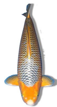 Shop Ki Asagi koi fish online at Fitz’s Fish Ponds