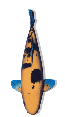 Shop Ki Bekko koi fish online from top breeders
