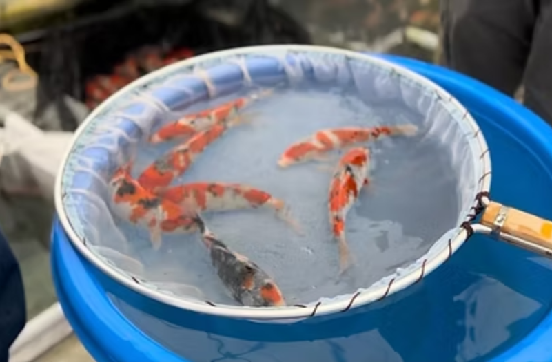 Shop Japanese koi from Kibi Koi Farm, a rising breeder known for rare Goshiki Sanke and standout Gosanke. Hand-selected koi, shipped nationwide.