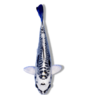 https://cdn11.bigcommerce.com/s-m39bqdjce8/images/stencil/original/image-manager/kikokuryu-koi-fish-shop-online-now.png?t=1749767169