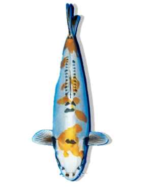 Shop Kin Kikokuryu koi fish online from top breeders at Fitz’s Fish Ponds.