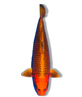 Shop Our Selection of Kin Matsuba Koi Fish Online