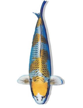 Shop Kirin koi fish online from Fitz’s Fish Ponds. 