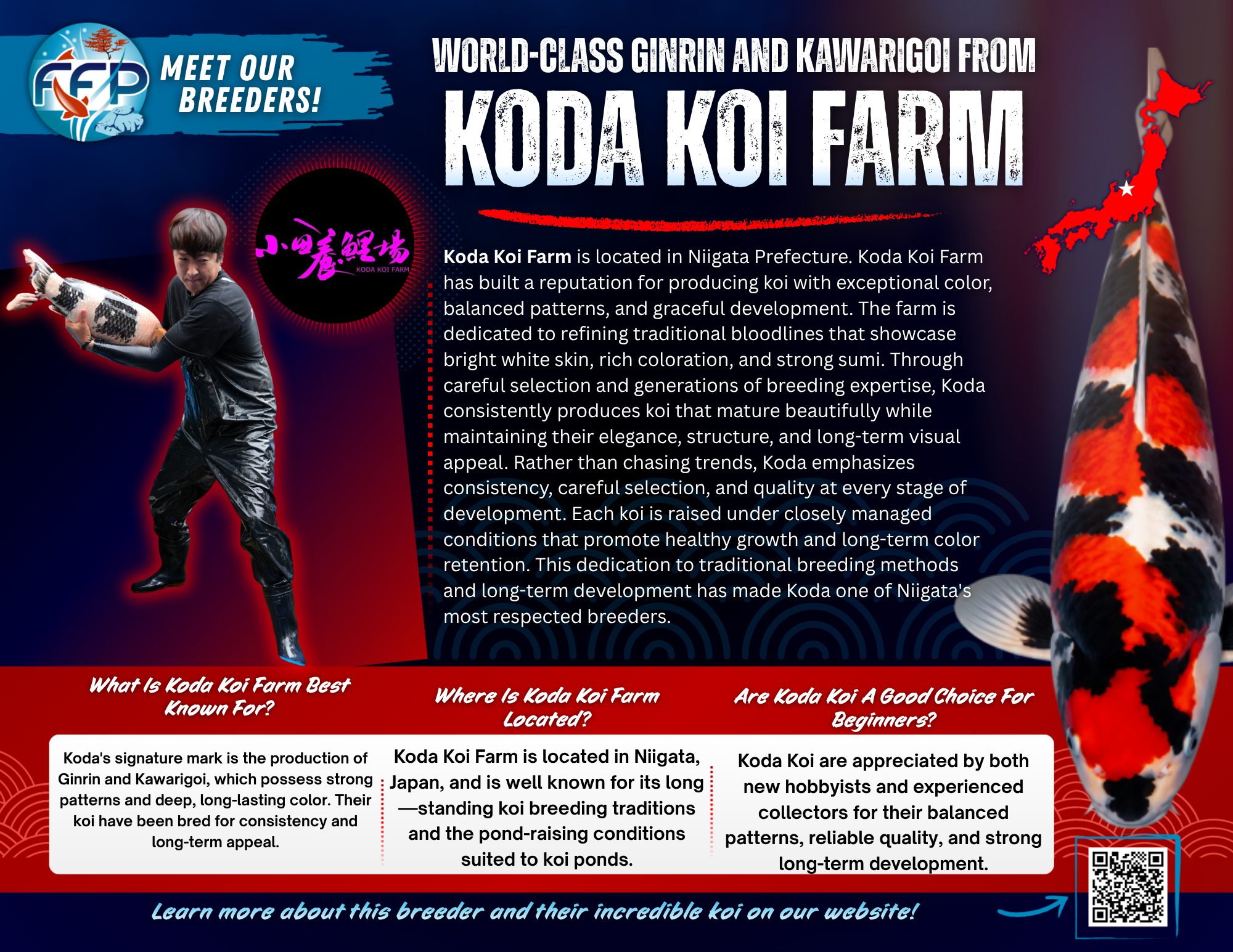 Koda Koi Farm has earned a strong reputation in the Japanese koi breeding world for producing koi with vibrant coloration, graceful movement, and consistent pattern quality. Located in Niigata Prefecture, a region known for its koi farming heritage, Koda has built a legacy grounded in precision and long-term visual appeal. 