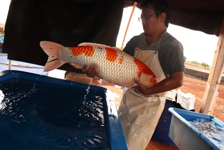Shop for stunning Japanese koi fish hand-selected from Kodama Koi Farm, one of the most respected koi breeders rooted in both Niigata and the United States.