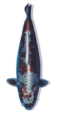SHOP OUR SELECTION OF KOGANE OCHIBA KOI FISH ONLINE – GOLDEN AUTUMN PATTERNS WITH A METALLIC SHEEN