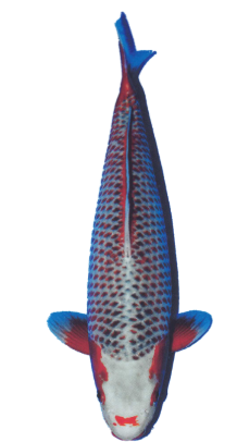 Shop Kanoko Asagi koi fish online at Fitz’s Fish Ponds.
