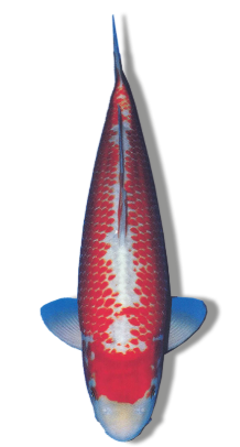 Shop Kanoko Kohaku koi fish online at Fitz’s Fish Ponds.