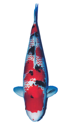 Shop Kanoko Sanke koi fish online at Fitz’s Fish Ponds.