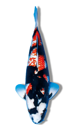 Shop Kanoko Showa koi fish online at Fitz’s Fish Ponds.