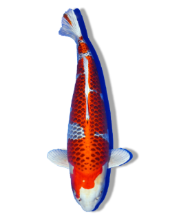 Shop Our Selection of Kujaku Koi Fish Online