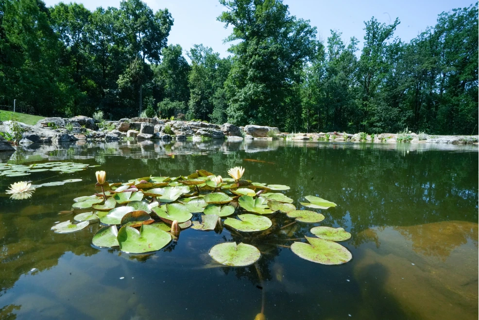 Large natural pond with water lilies surrounded by trees