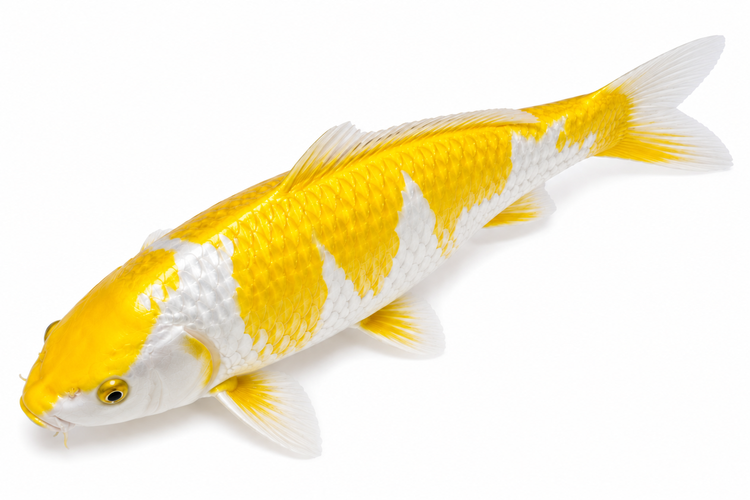 Shop Lemon Hariwake koi fish online from Fitz’s Fish Ponds. Discover metallic white koi with bright lemon-yellow patterning and luminous shine.