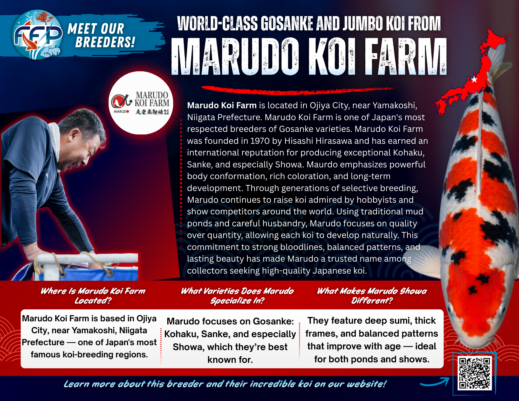 Marudo Koi Farm has become one of the standout names in modern koi breeding. Founded by Tetsuya Aoki, the farm is built on a balance of hands-on tradition and a fearless approach to variety development. While many breeders stick closely to Gosanke, Aokiya focuses on rare, eye-catching varieties that are making waves in both Japanese and international markets.