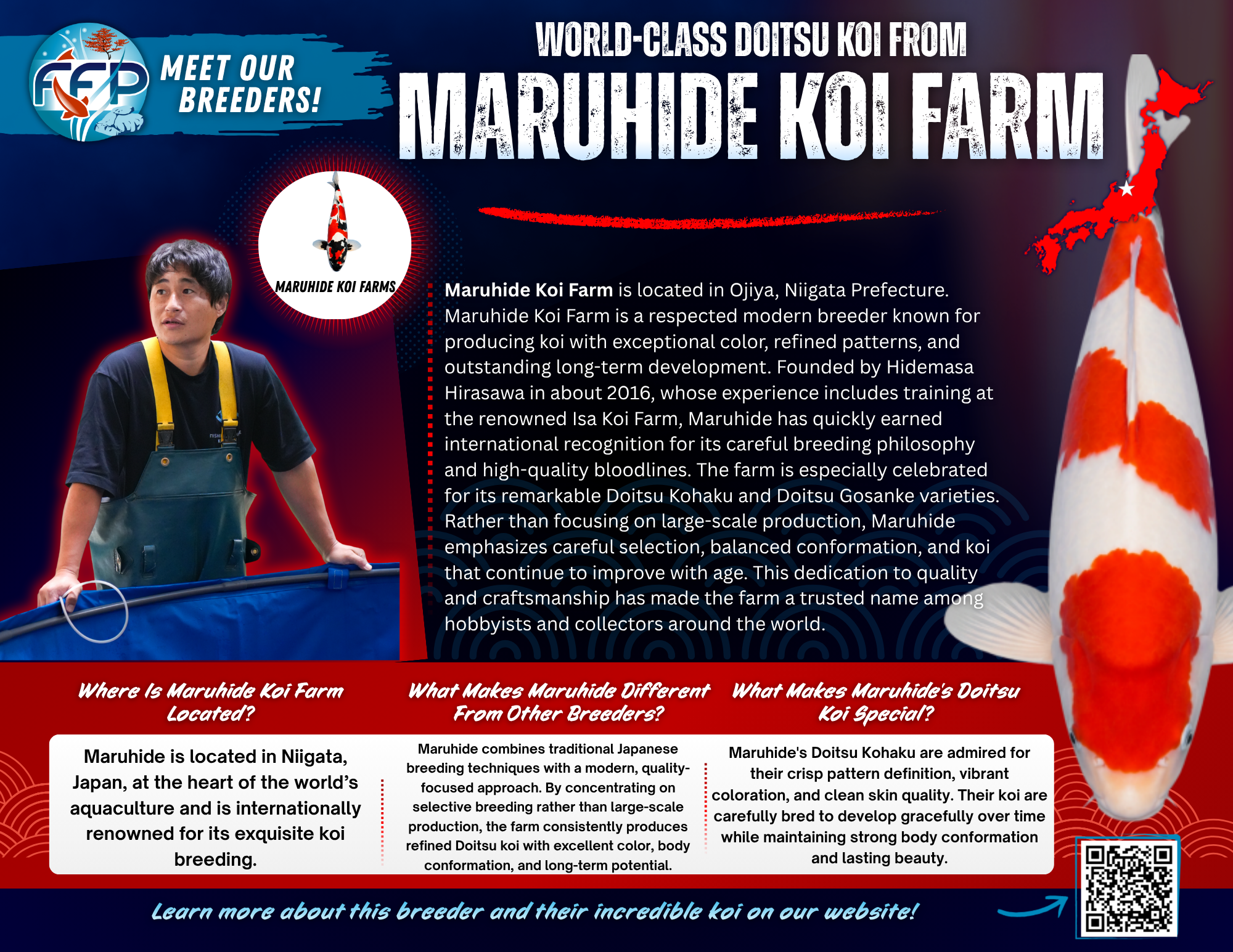 Situated in Minaminigoro, Ojiya, at the heart of Japan’s koi breeding region, Maruhide benefits from ideal growing conditions that support strong body development and clean coloration. Every koi raised at the farm is carefully monitored to ensure balanced growth, healthy structure, and long-term visual appeal.