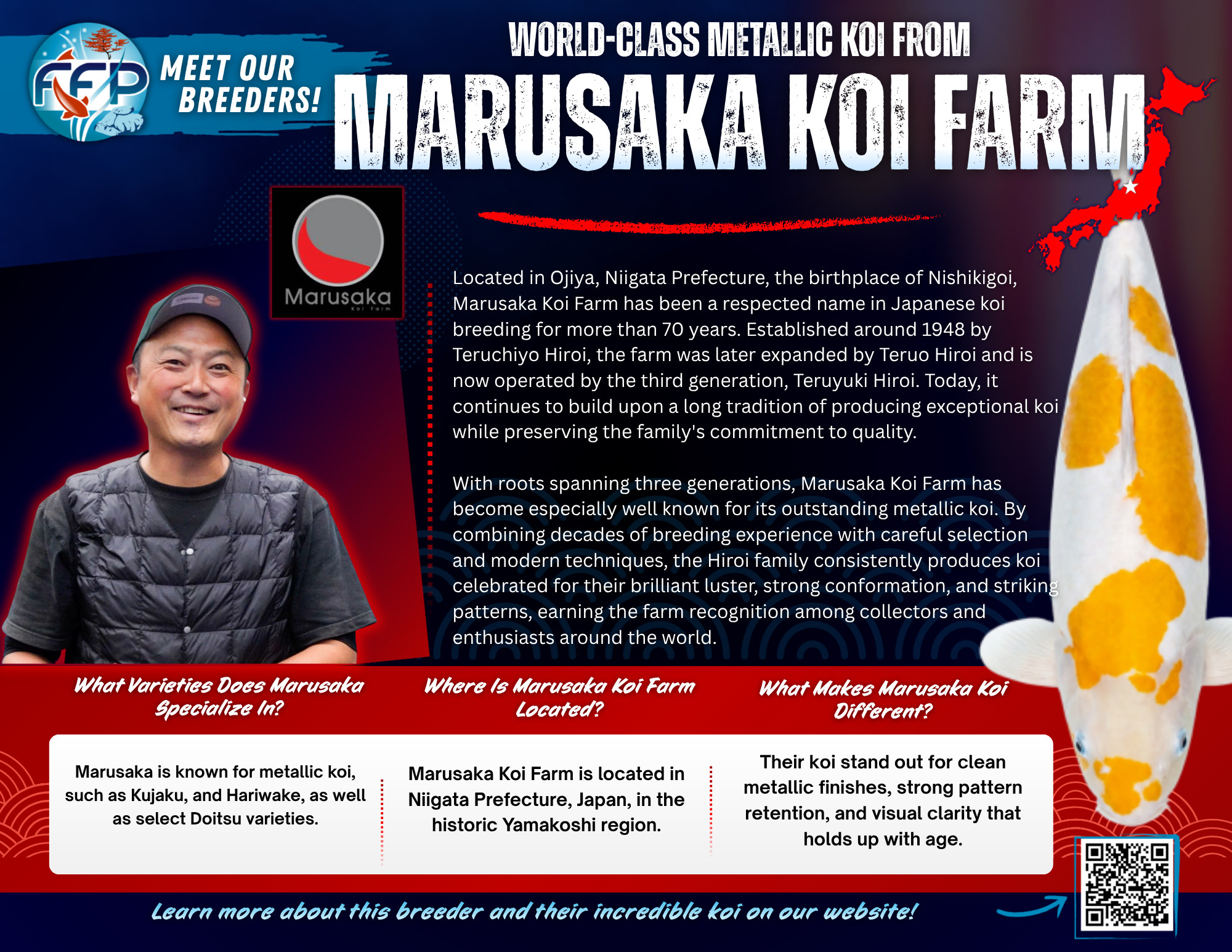 Marusaka Koi Farm has earned a strong reputation in Japan and internationally for breeding koi with high-impact metallic finishes and clean, refined patterns. Located in Niigata Prefecture — the birthplace of Nishikigoi — Marusaka is a family-run farm known for consistent results, bold color, and fish that shine in any pond.