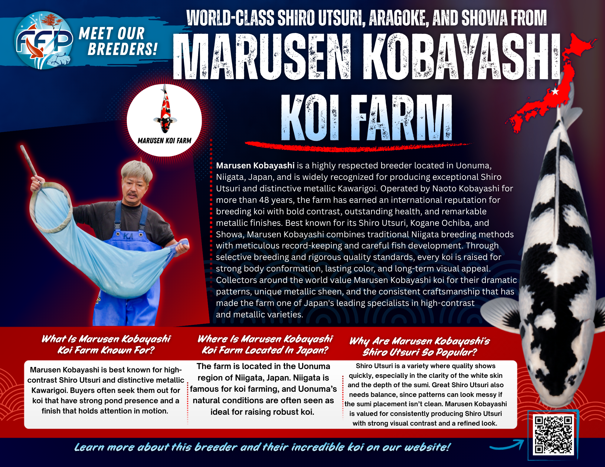 Marusen Kobayashi Koi Farm is a highly respected Japanese breeder based in the Uonuma region of Niigata, known for producing koi with bold contrast, strong health, and unforgettable metallic finishes. Run by Naoto Kobayashi, the farm has operated for more than 48 years and has earned global recognition for two standout categories: exceptional Shiro Utsuri and rare, metallic Kawarigoi that look almost as if they’re cast in bronze, copper, or iron.