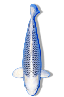 SHOP OUR SELECTION OF MATSUBA KOI FISH ONLINE 