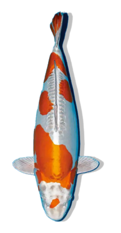 SHOP OUR SELECTION OF METALLIC DOITSU OCHIBA KOI FISH ONLINE – AUTUMN LEAVES ON A SHIMMERING CANVAS