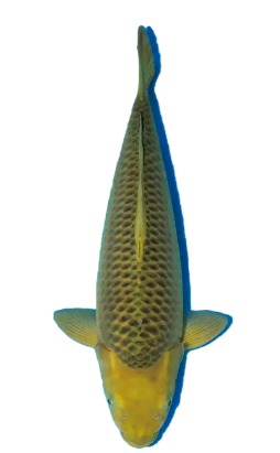 Shop Midorigoi koi fish online at Fitz’s Fish Ponds.