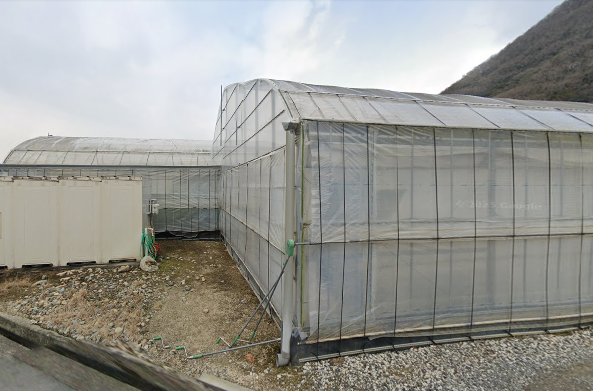 Buy Momotaro koi online—award-winning jumbo Kohaku, Sanke, and Showa bred for size, color, and competition success.