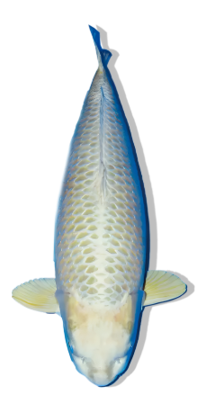 SHOP OUR SELECTION OF MUKASHI OGON KOI FISH ONLINE – ANTIQUE GOLD BRILLIANCE WITH HERITAGE ELEGANCE