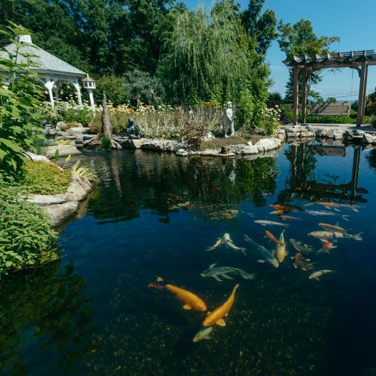 Fish Ponds How To Build A Pond Easily, Cheaply And Beautifully • The